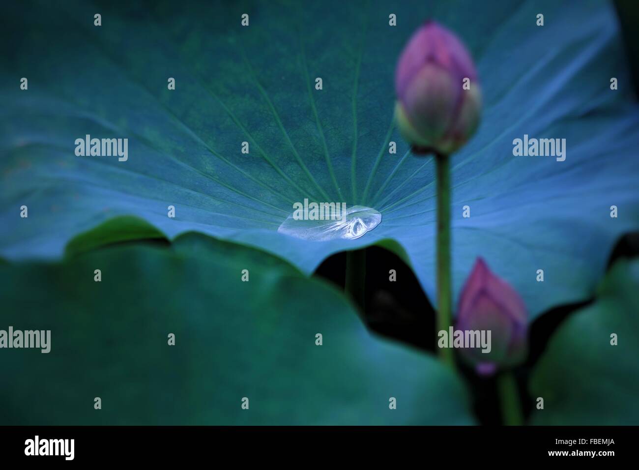Water drop on lotus hi-res stock photography and images - Alamy