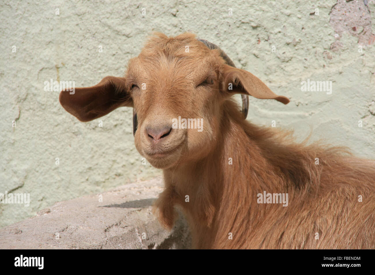 chewing goat Stock Photo Alamy