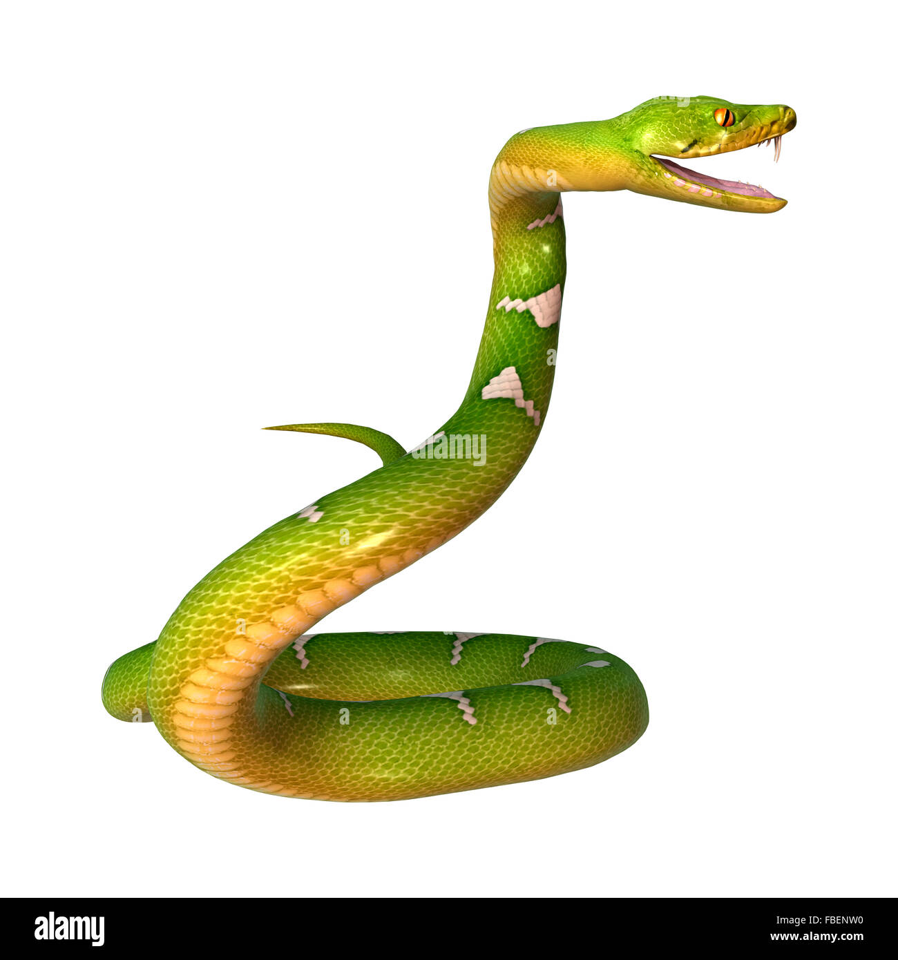 Morelia viridis, or green tree python, or herpetoculture hobby, chondro ...