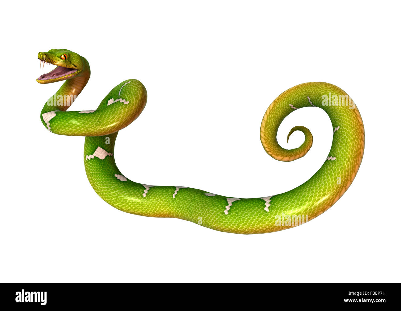 Morelia viridis, or green tree python, or herpetoculture hobby, chondro ...