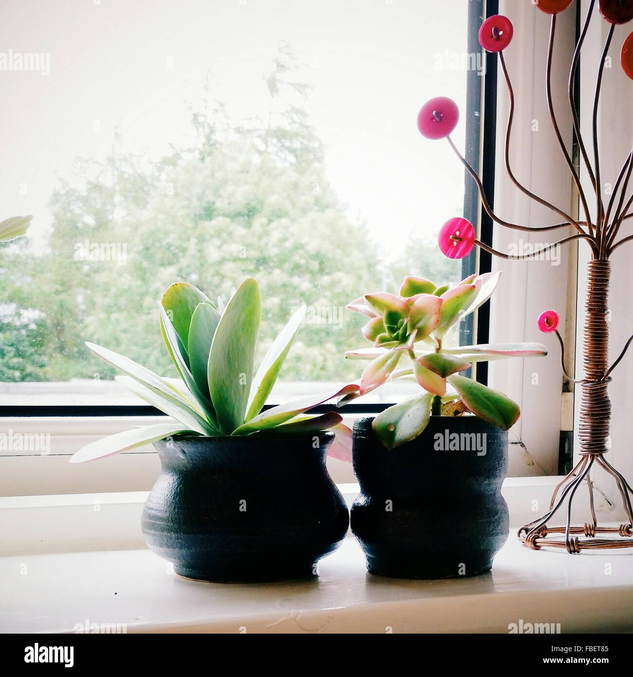 Plants Window Sill Indoors Stock Photos & Plants Window Sill Indoors