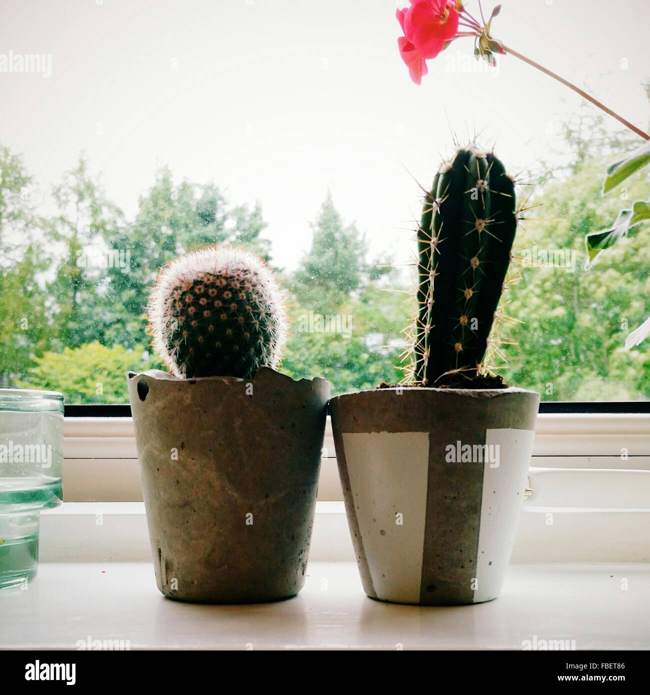 Potted Cactus Plants On Window Sill At Home Stock Photo 93139430