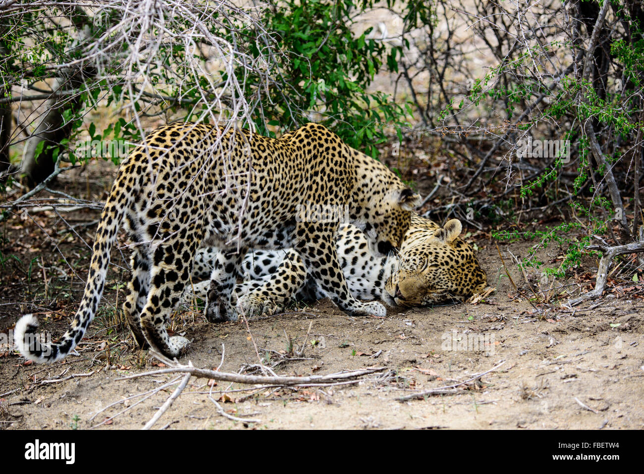 Female Leopard trying to arouse her unwilling partner Stock Photo - Alamy