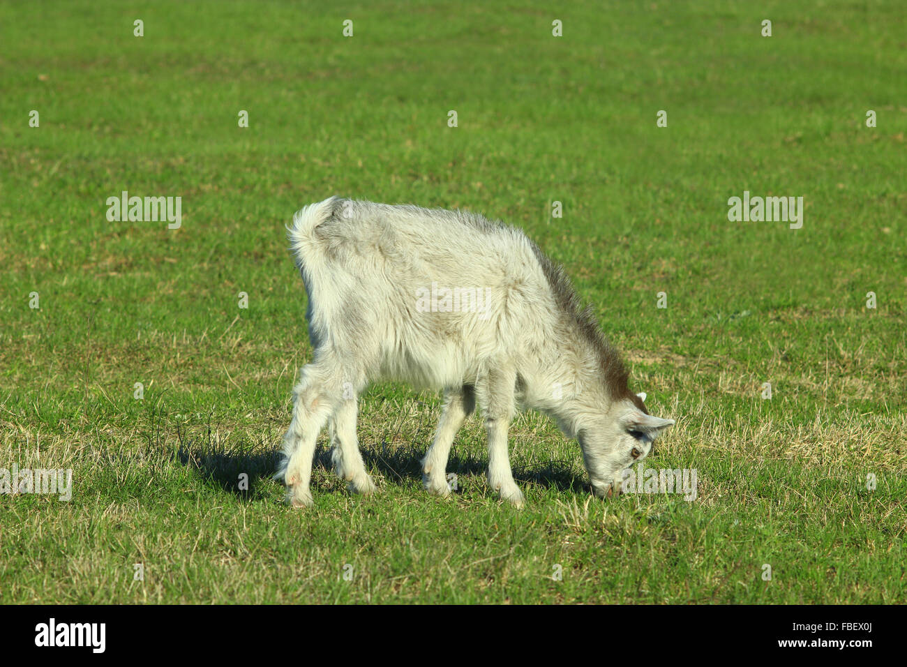 little goat on the green grass of pasture Stock Photo