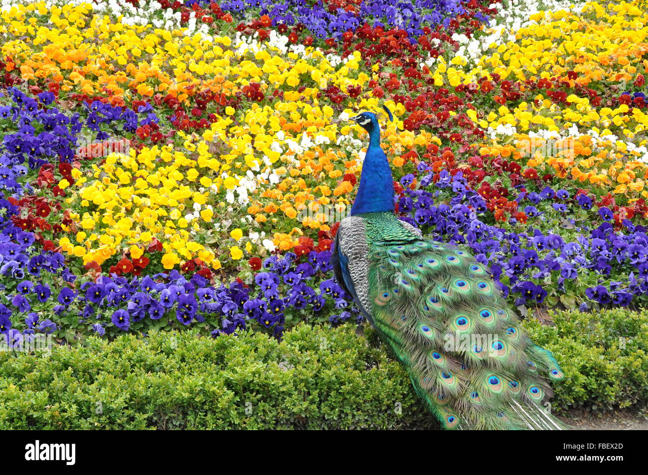 Peacock Sitting in Flowers Stock Photo
