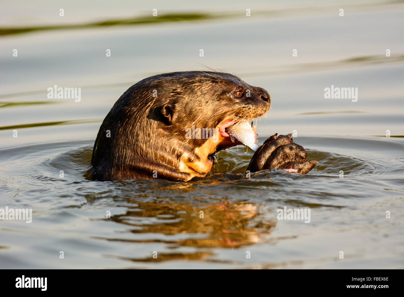 Giant Otter eating a fish lunch Stock Photo