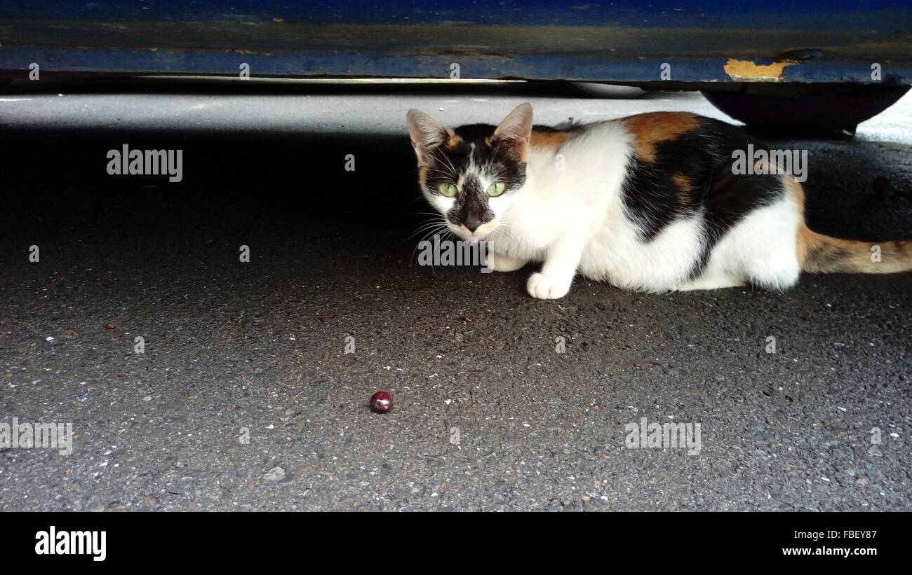 Cat hiding under car hires stock photography and images Alamy