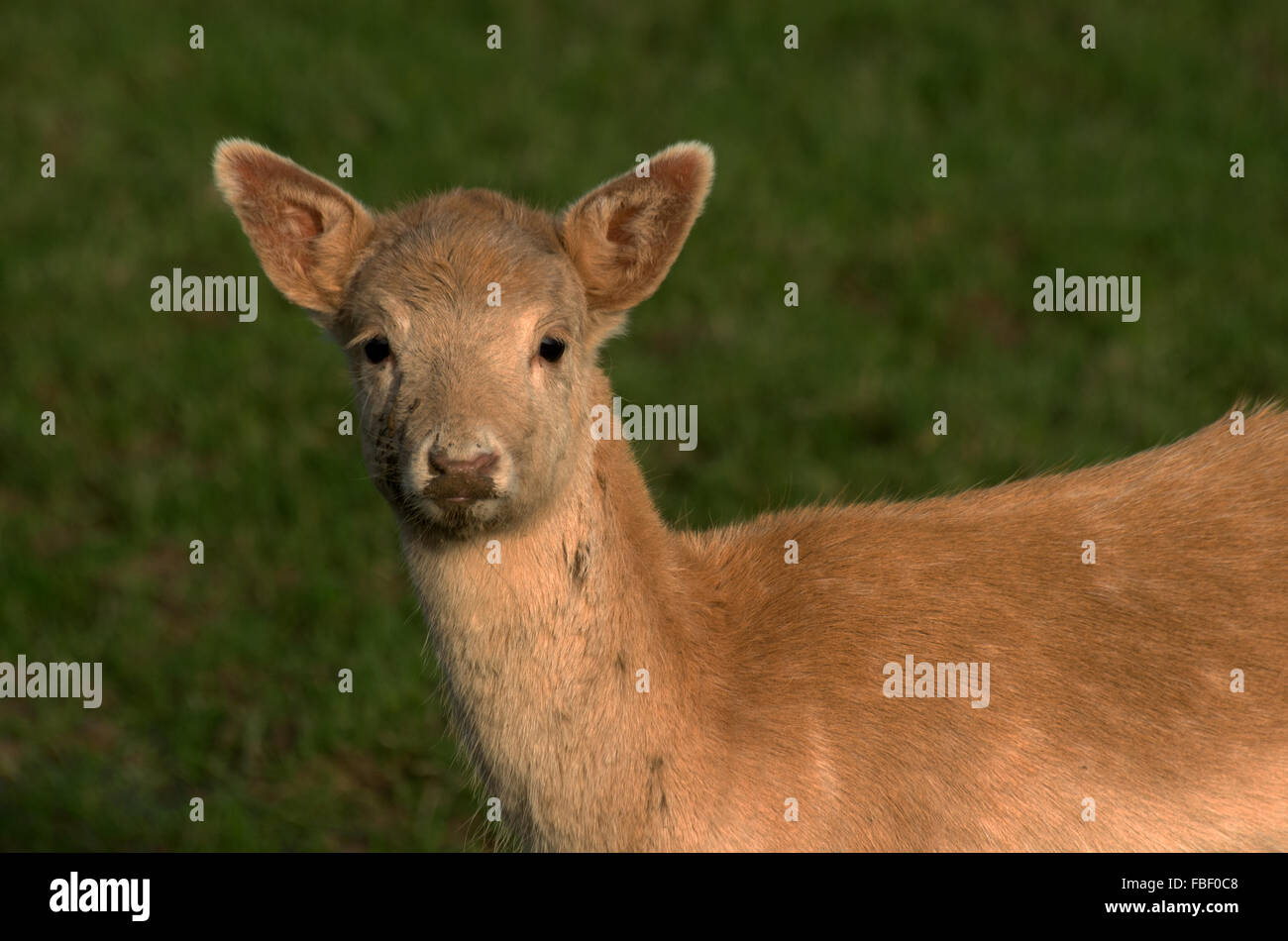 FALLOW DEER Dama Dama Stock Photo