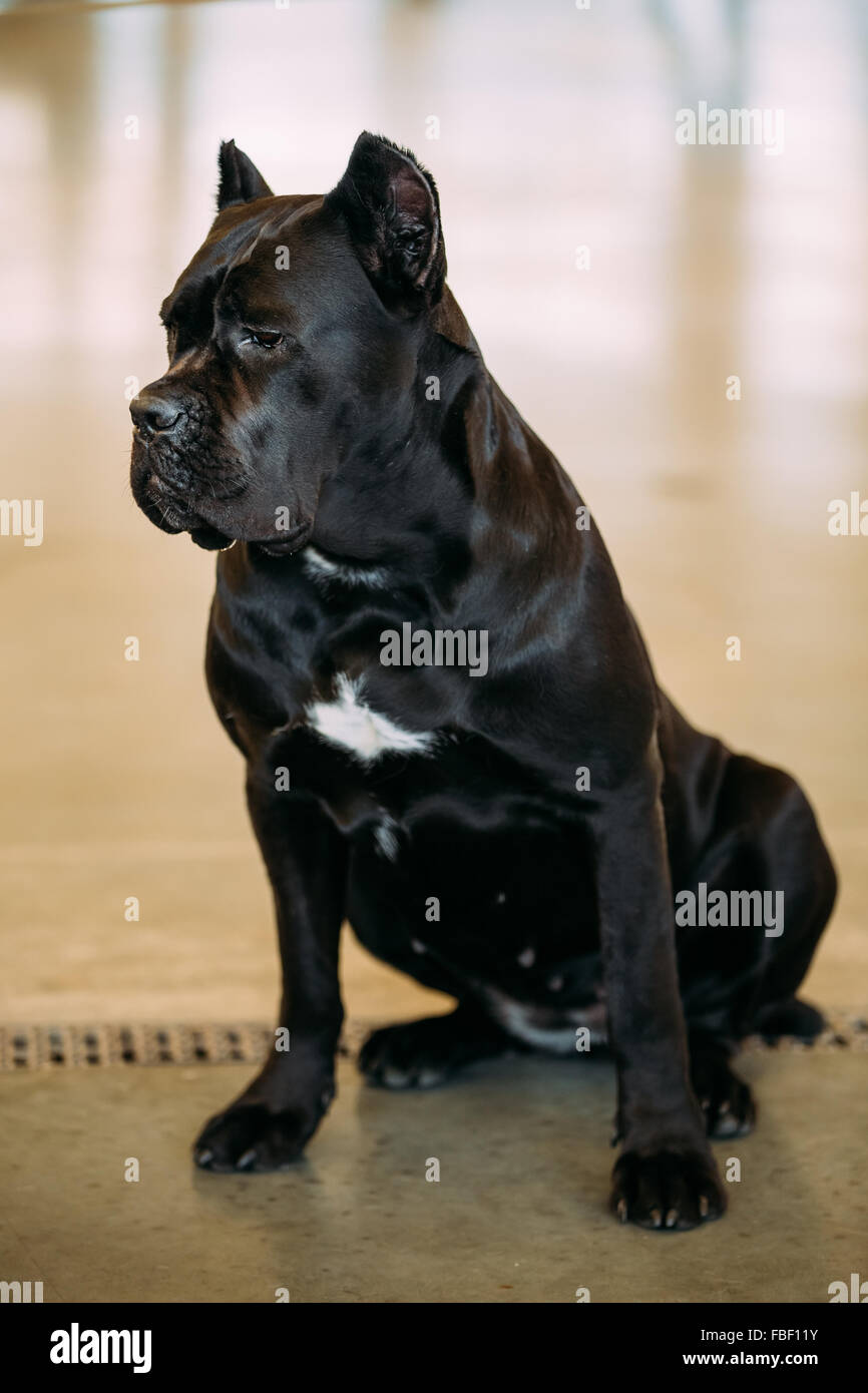 Sitting Cane Corso Stock Photos Sitting Cane Corso Stock Images