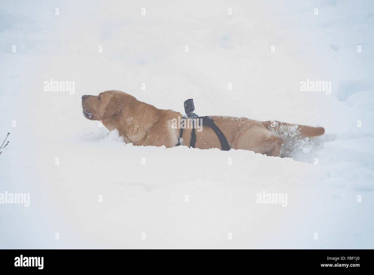 Y harness hi-res stock photography and images - Alamy