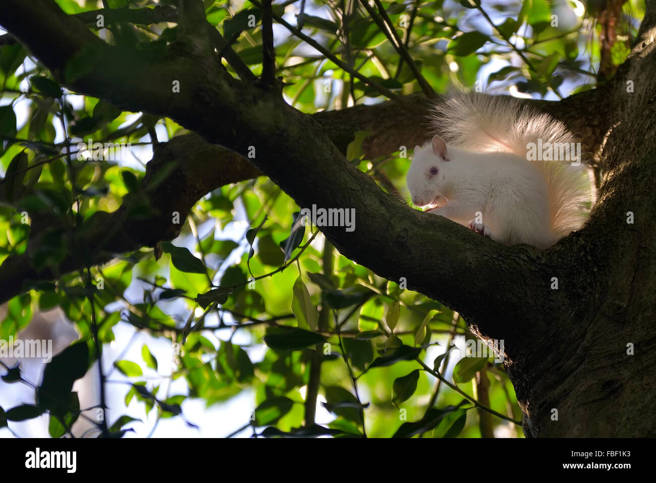 Hastings, England. 15th January 2016.  A rare albino squirrel spotted in Alexandra Park, Hastings, East Sussex, England. UK. Stock Photo
