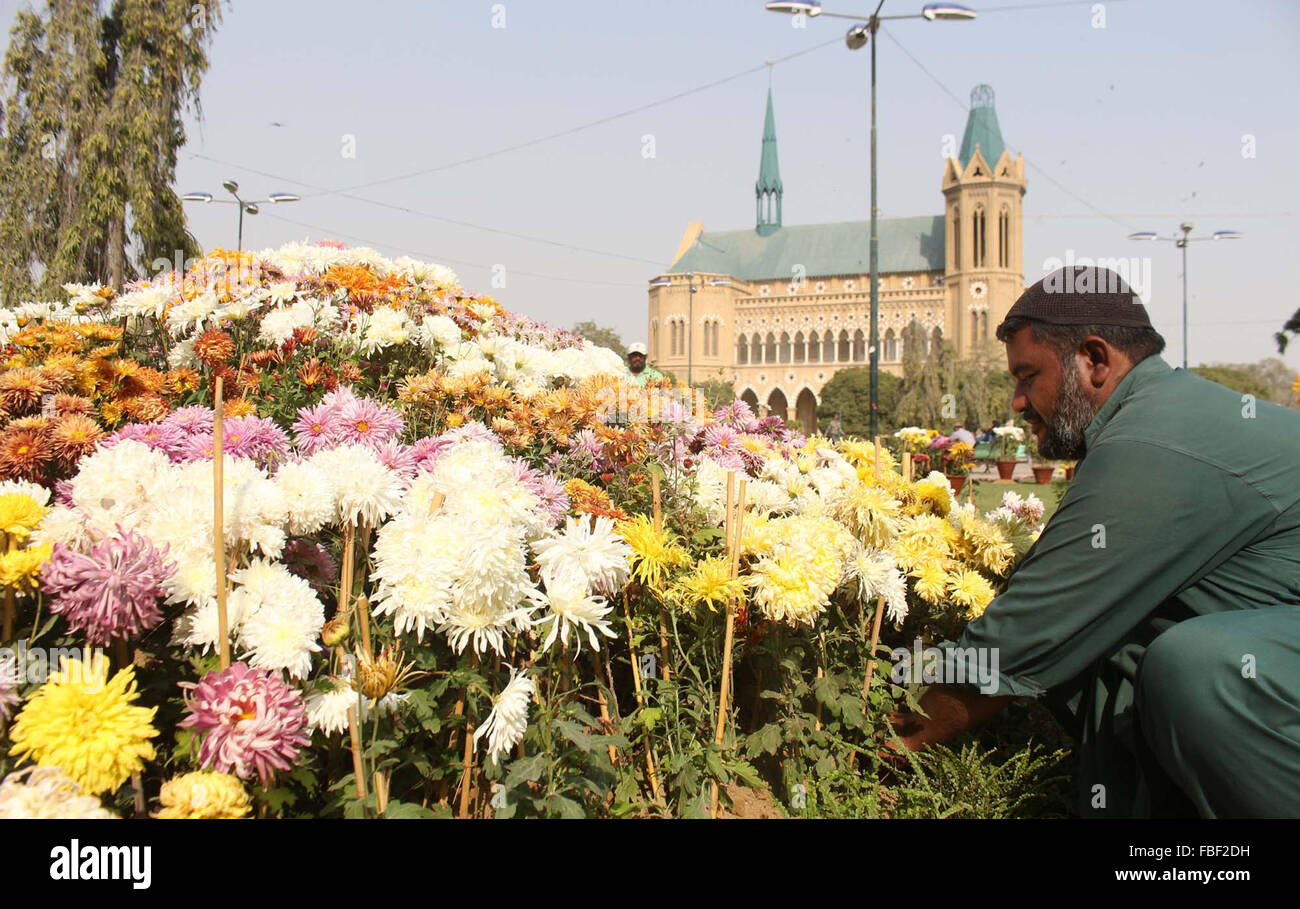 Gardener arranging flower pots to attract visitors during flower exhibition organized by Karachi