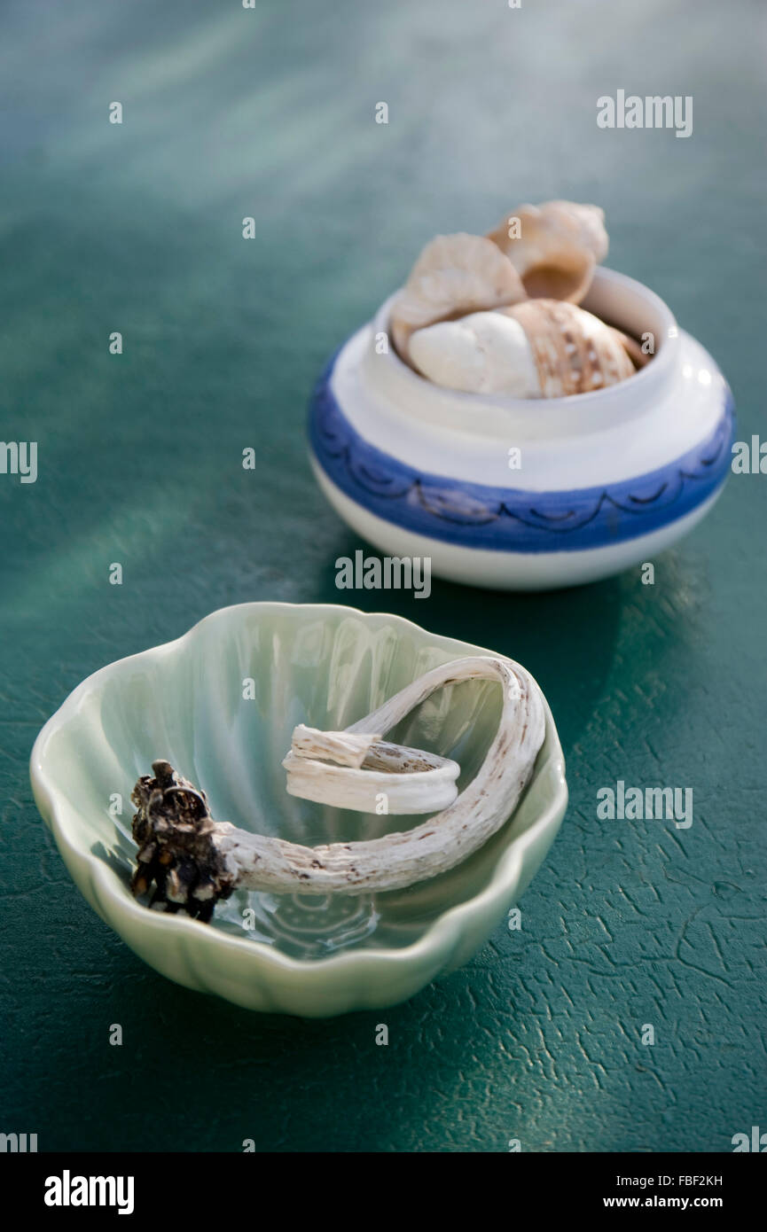 porcelain dish withe seaweed and shells Stock Photo