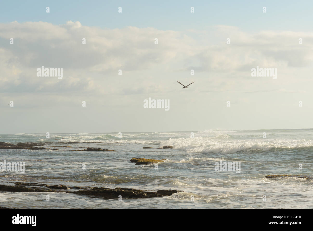 Seagull and surfer at Maria's Beach. Rincon, Puerto Rico. USA territory. Caribbean Island. Stock Photo