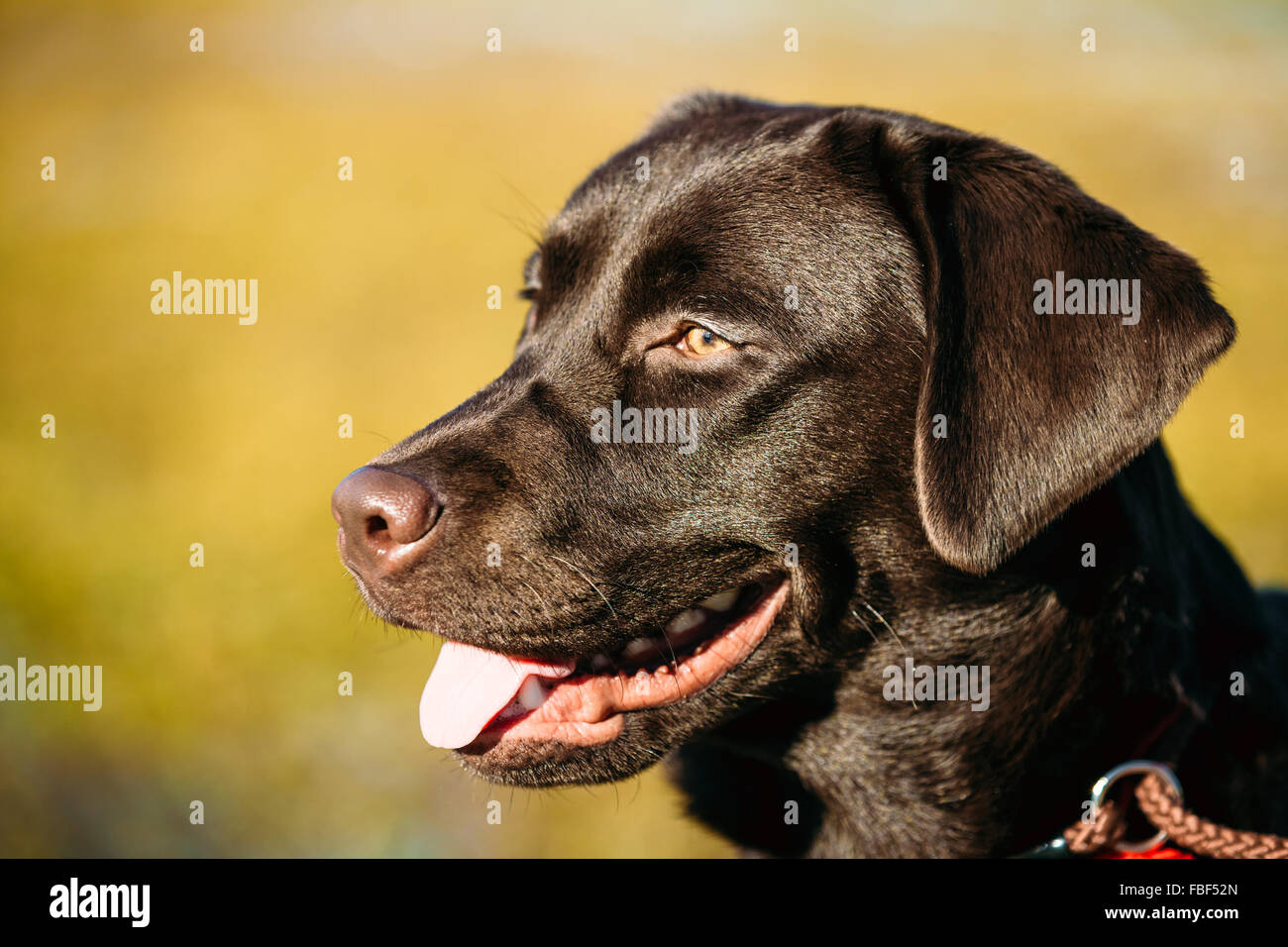 Close-up of Beautiful Brown Dog Head, Snout Of Labrador Retriever Staying Outdoor In Spring Stock Photo