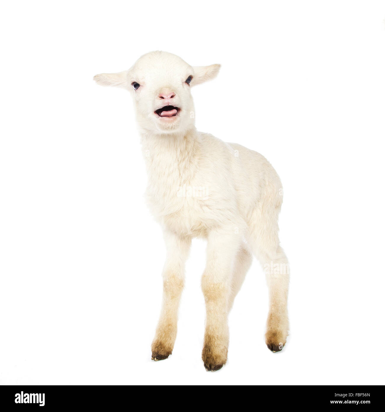 Baby white lamb Cut Out Stock Images & Pictures - Alamy