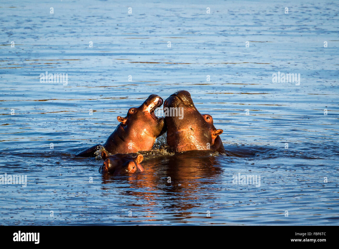 hippopotamus Specie Hippopotamus amphibius family of Hippopotamidae Stock Photo