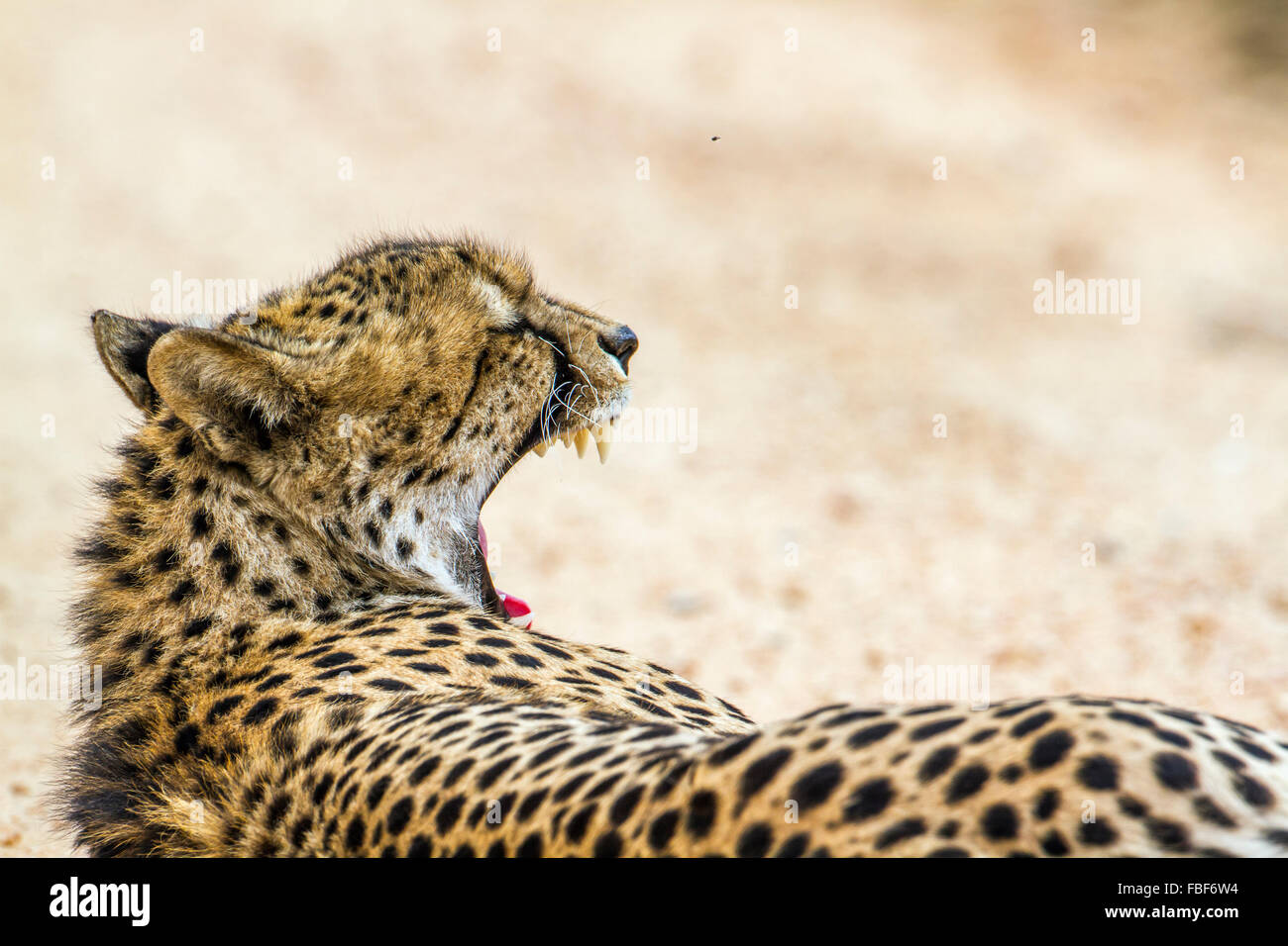 Cheetah portrait Specie Acinonyx jubatus family of felidae Stock Photo