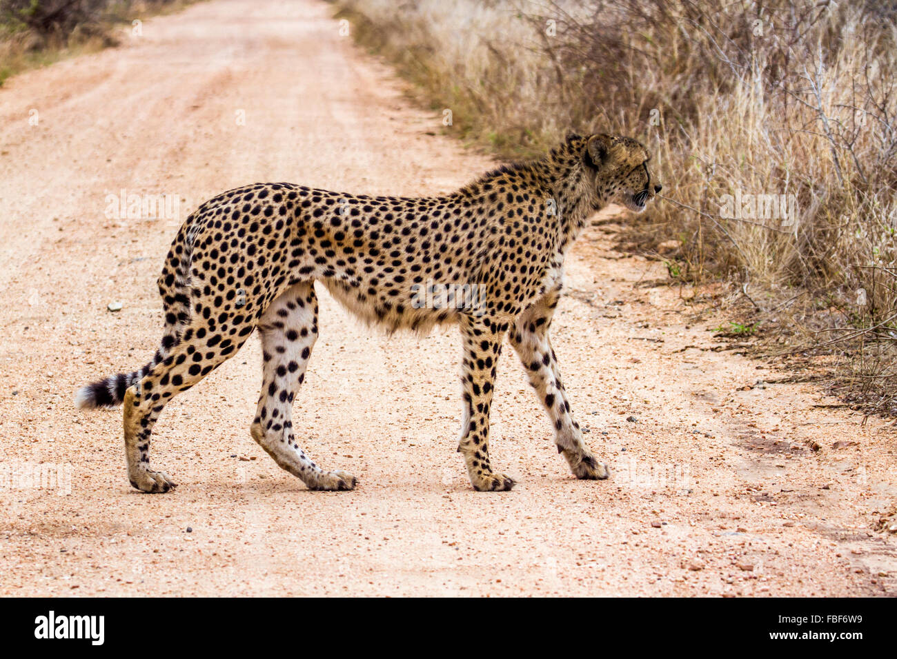Cheetah Specie Acinonyx jubatus family of felidae Stock Photo