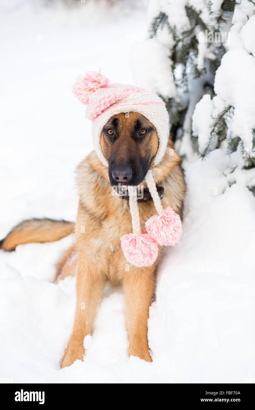 Funny Crazy Dog Rages On Snow Stock Photo 1243032625