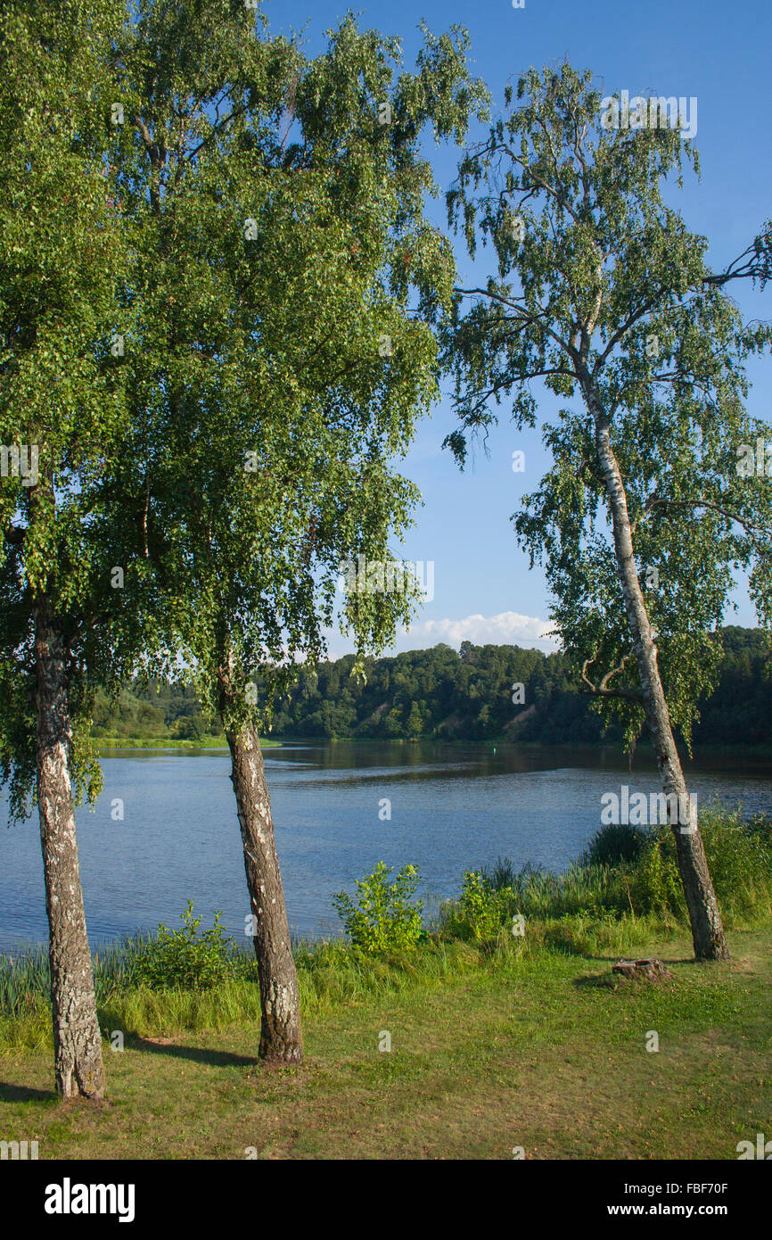 Silver birch trees on the right bank of the River Nemunas, Birstonas, Lithuania Stock Photo