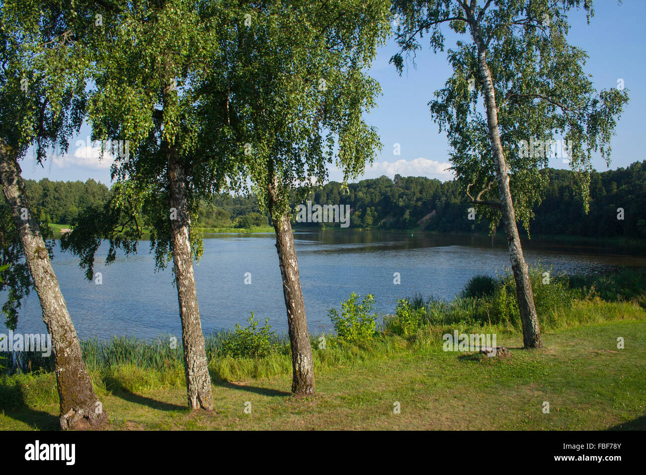 Silver birch trees on the right bank of the River Nemunas, Birstonas, Lithuania Stock Photo