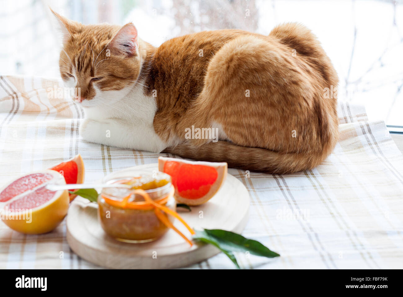 The red cat and orange jam in glass jar, selective focus. Stock Photo