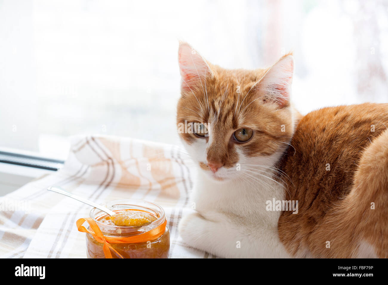 The red cat and orange jam in glass jar, selective focus. Stock Photo