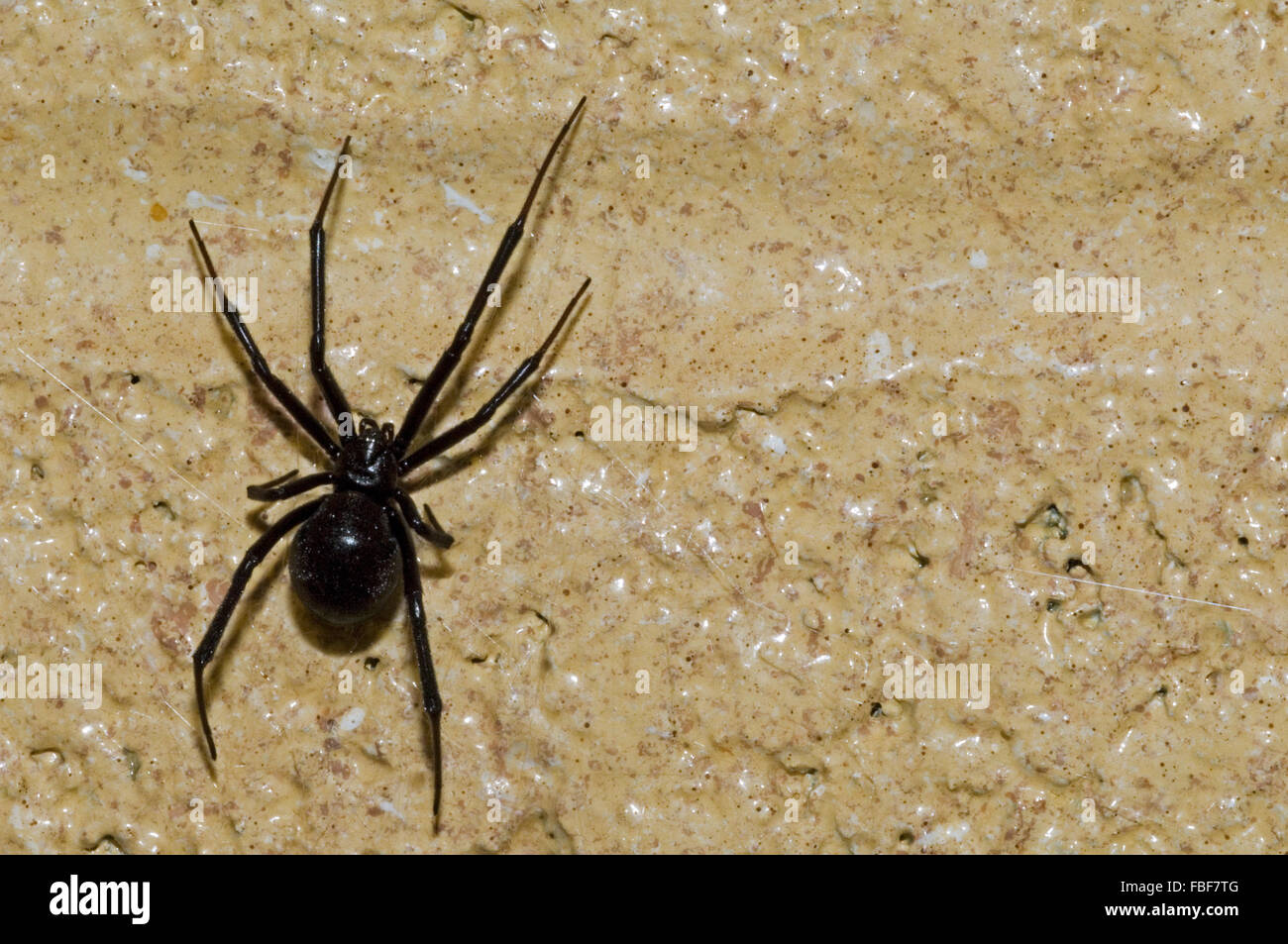 Black spider hi-res stock images - Alamy