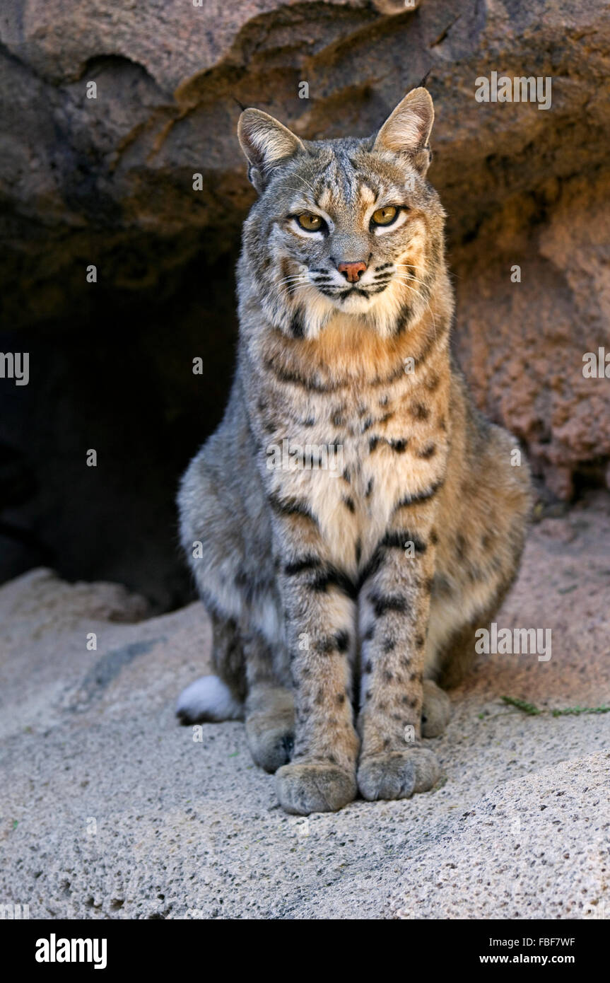 Bobcat (Lynx rufus / Felis rufus) sitting in shade at cave entrance, native to southern Canada, North America and Mexico Stock Photo