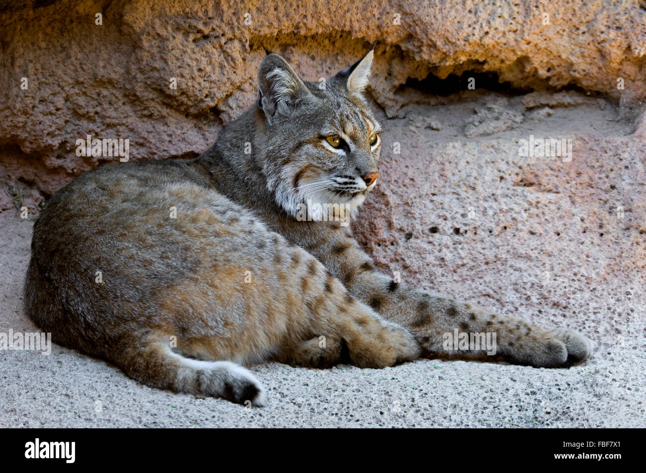 Bobcat (Lynx rufus / Felis rufus) resting in shade at cave entrance, native to southern Canada, North America and Mexico Stock Photo