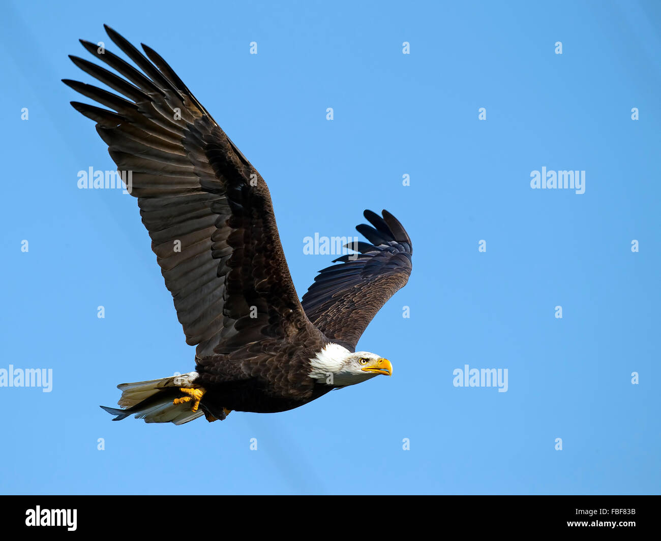Bald Eagle with Fish Stock Photo