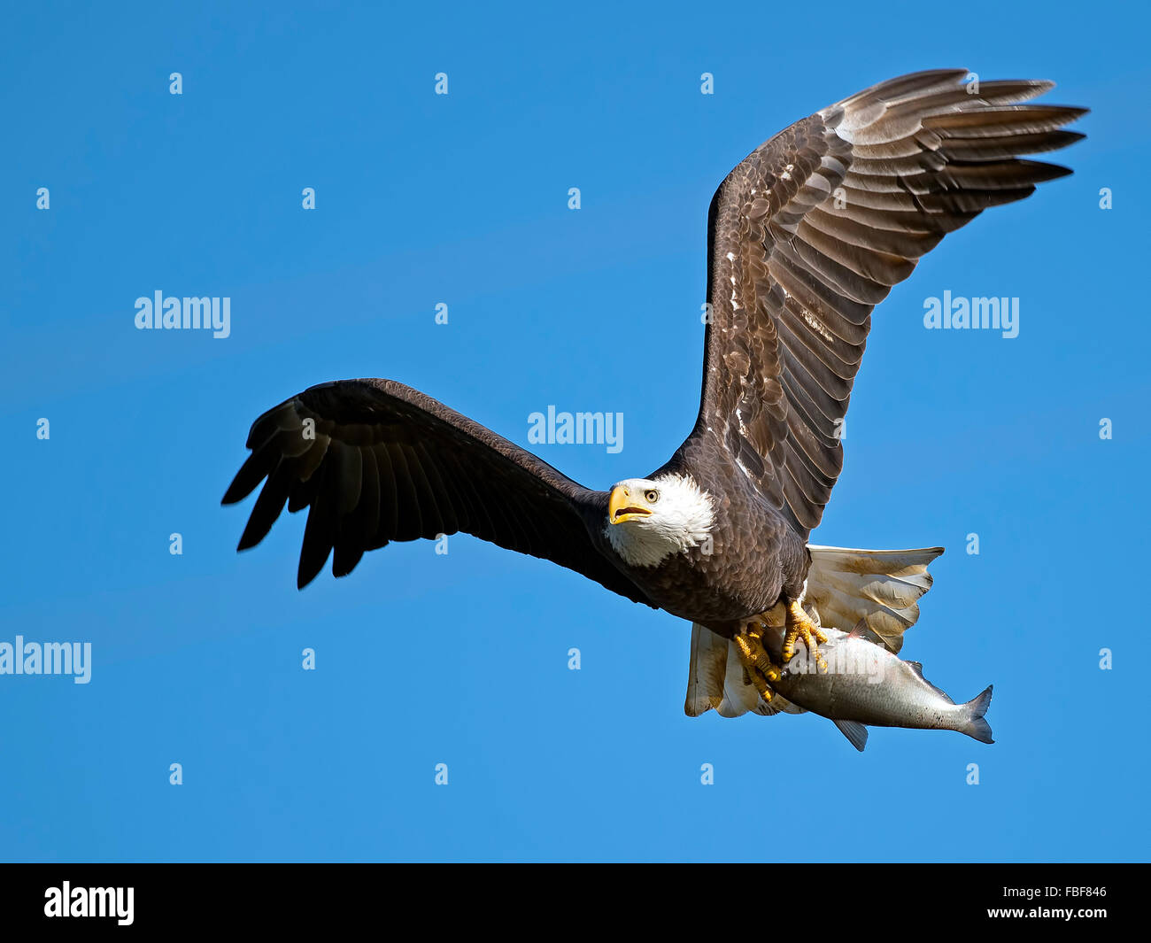 Bald Eagle with Fish Stock Photo - Alamy