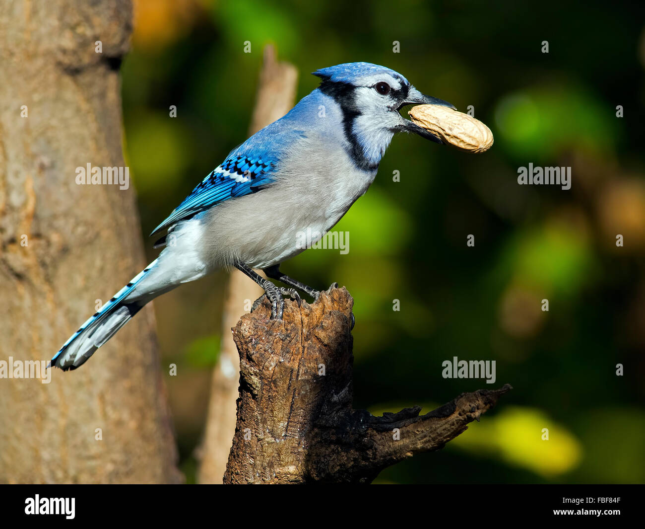 Blue Jay with Peanut Stock Photo