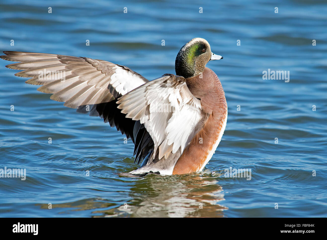 Male american wigeon flapping wings hires stock photography and images