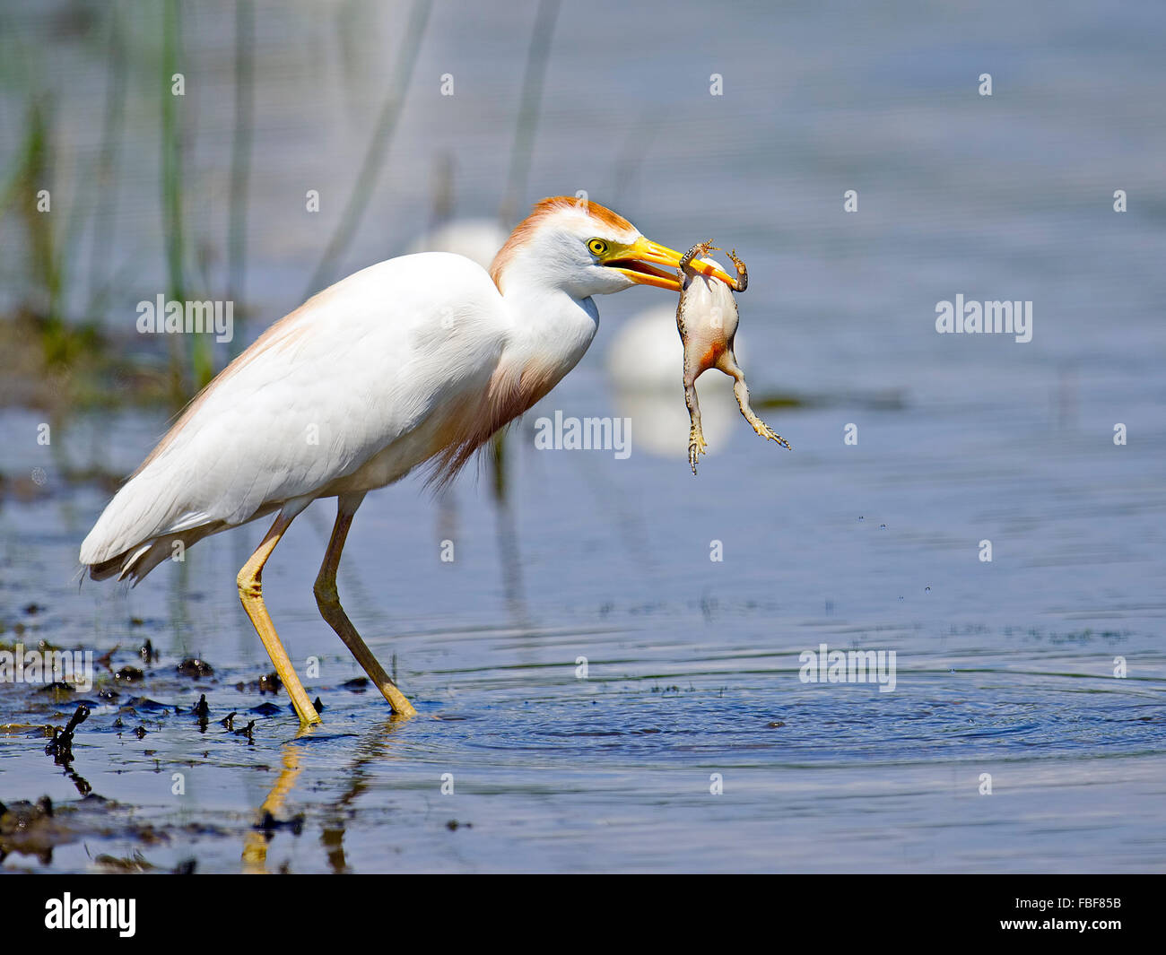 Cattle Egret with Large Frog Stock Photo