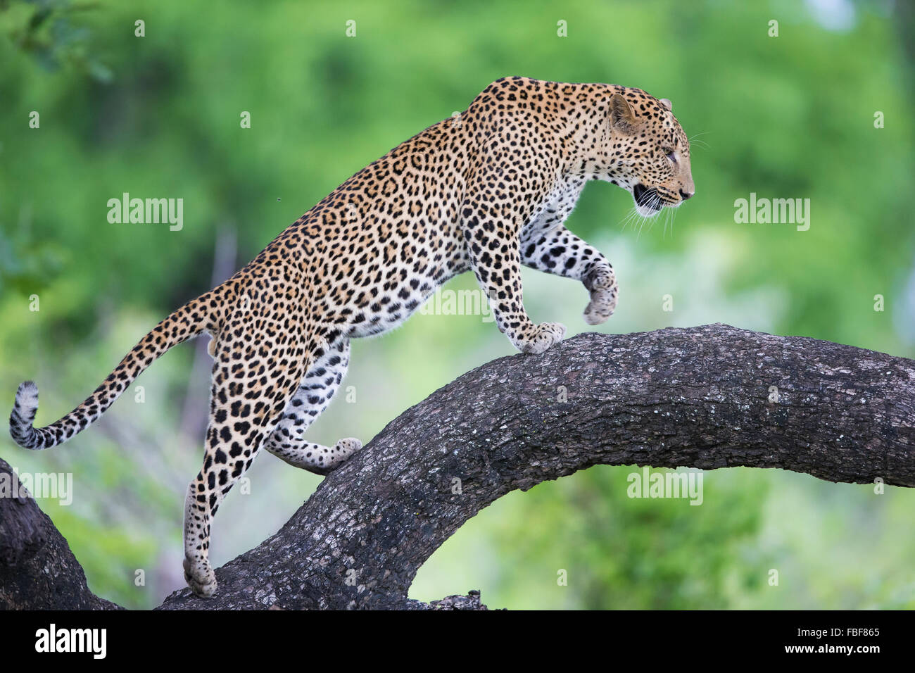 Leopard walking along branch Stock Photo