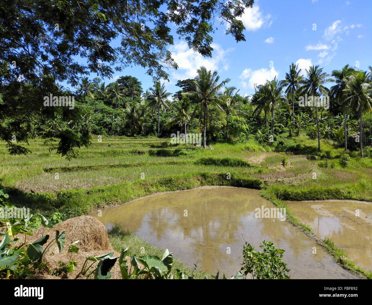 Leyte Rice Philippines Leyte General Typical scenery with rice Paddy Fields Adrian ...