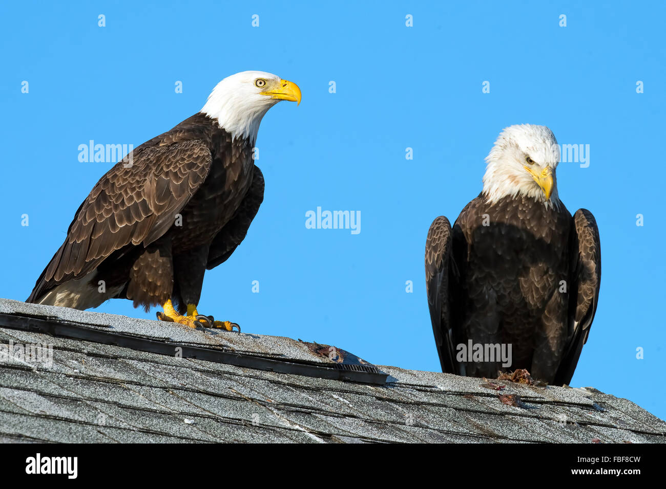 Pair of Bald Eagles sitting on a roof Stock Photo