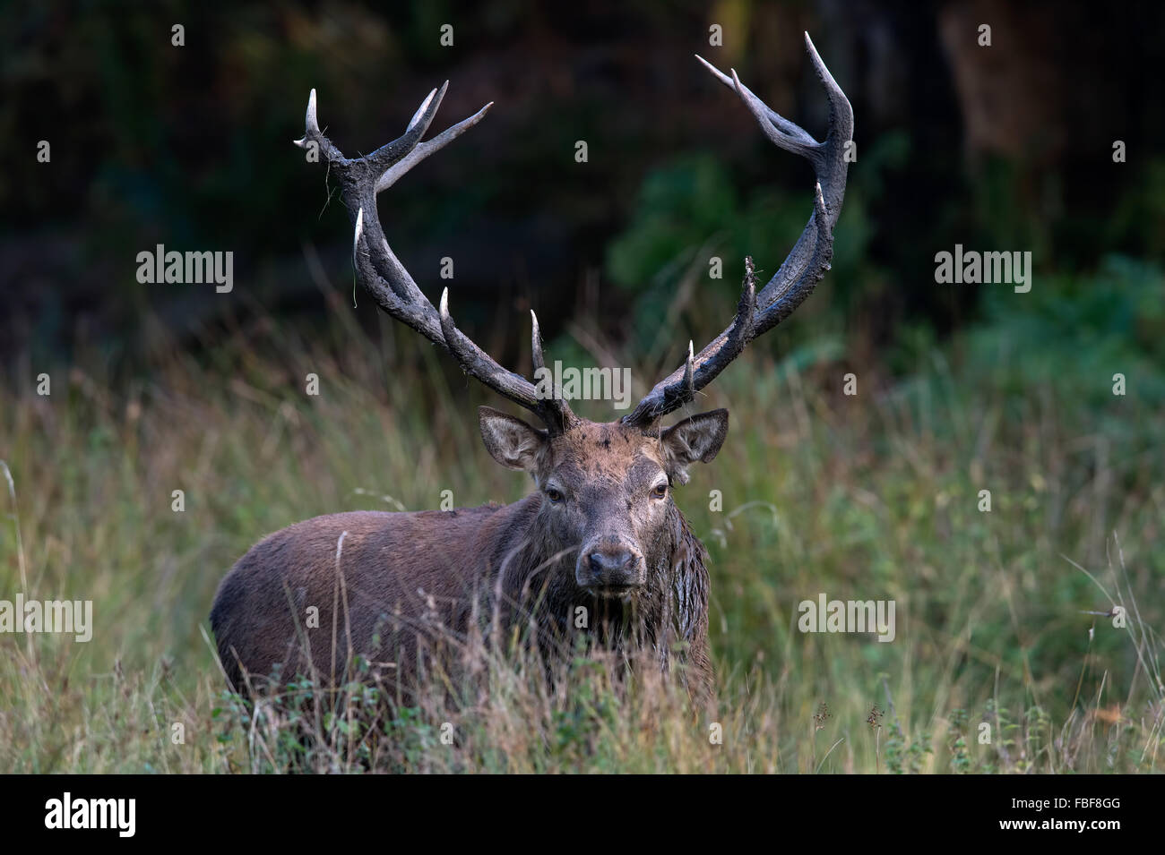 Red Deer Stag (Cervus Elaphus) Stock Photo