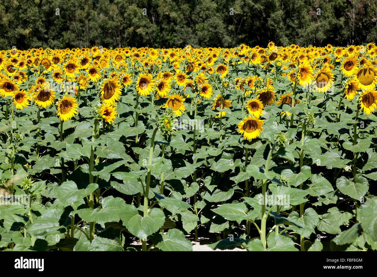 Beautiful Sunflower field Stock Photo - Alamy
