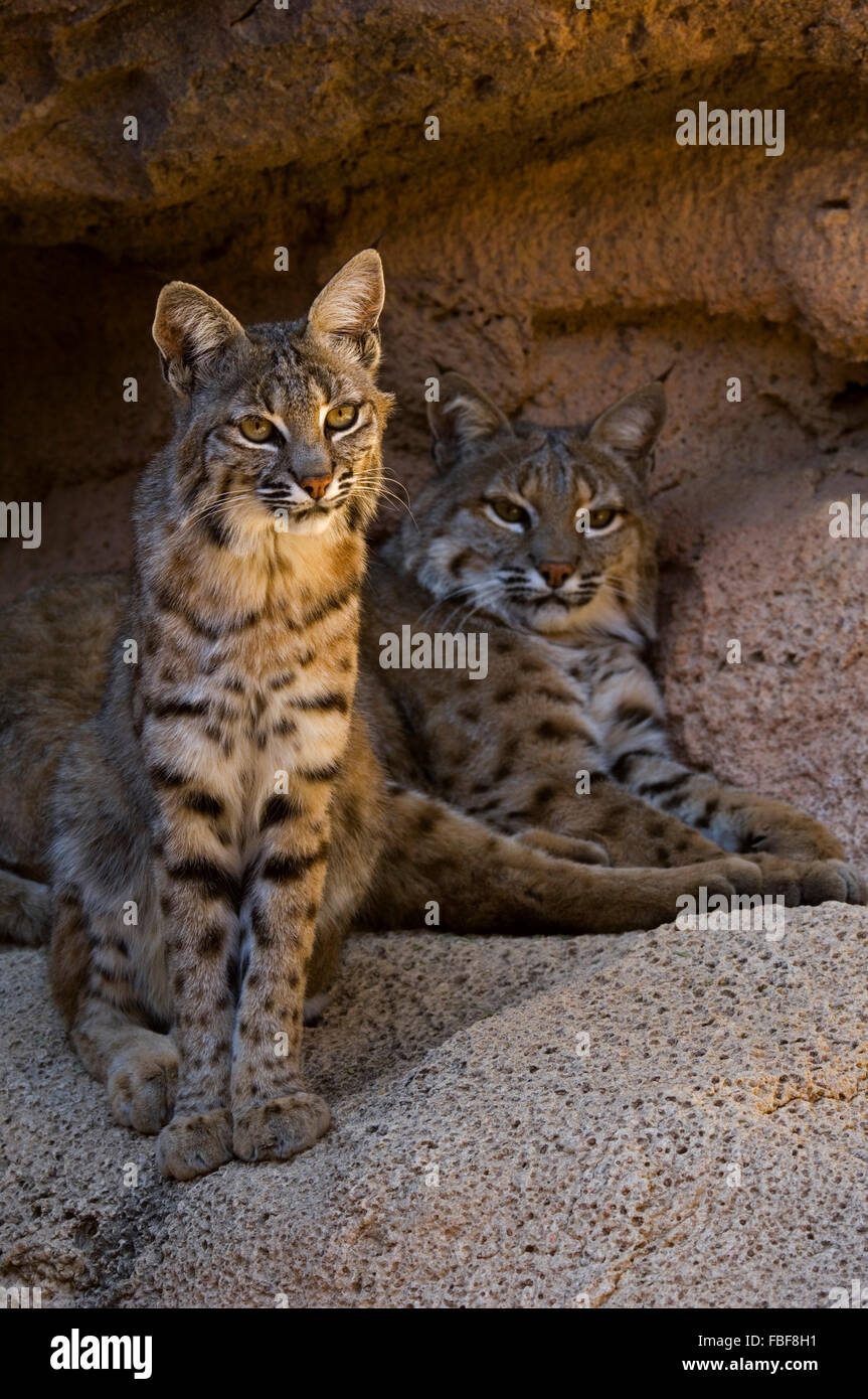 Two bobcats (Lynx rufus / Felis rufus) resting in shade at cave