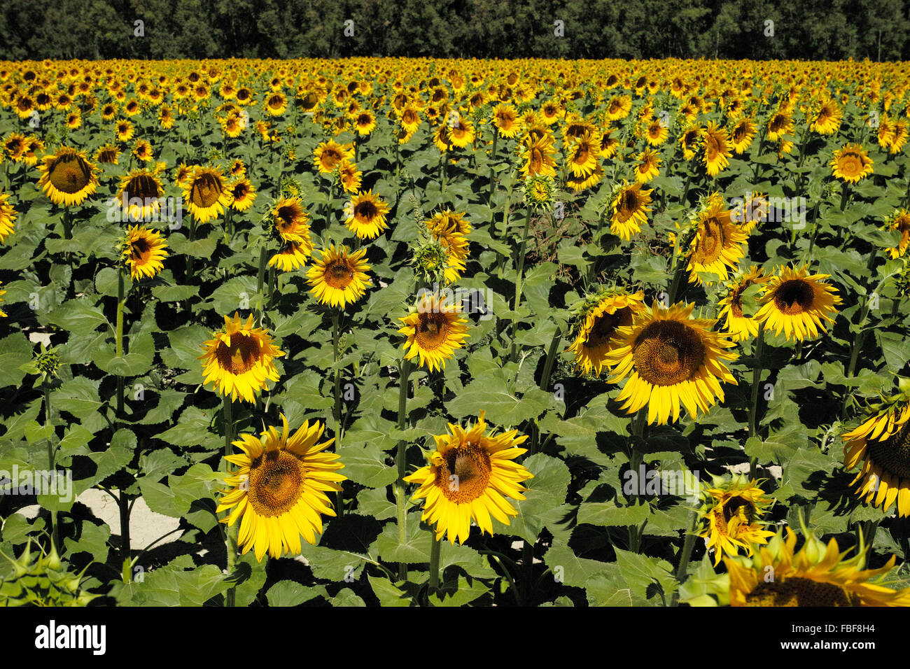Beautiful Sunflower field Stock Photo - Alamy