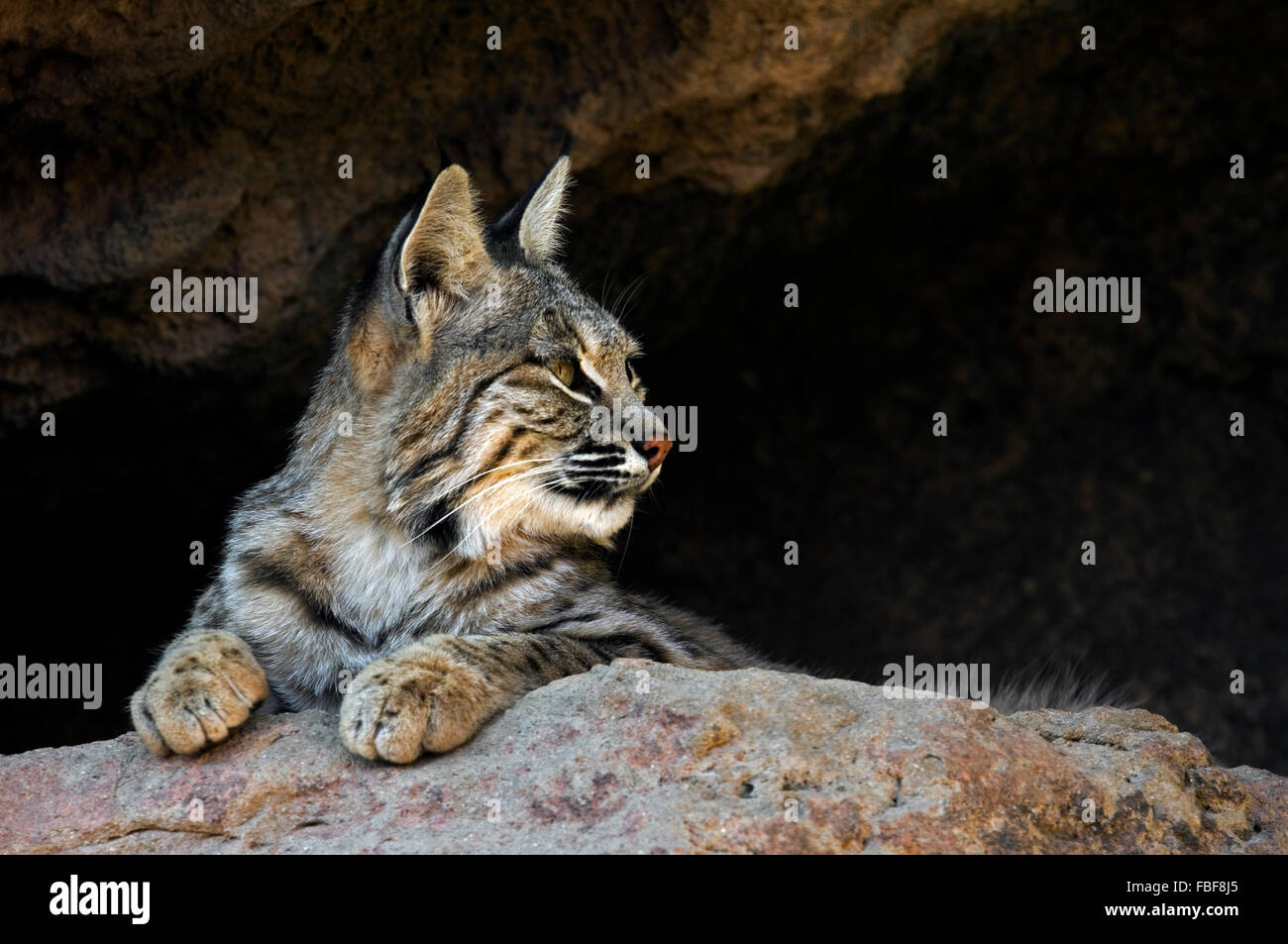 Bobcat (Lynx rufus / Felis rufus) resting in shade at cave entrance, native to southern Canada, North America and Mexico Stock Photo