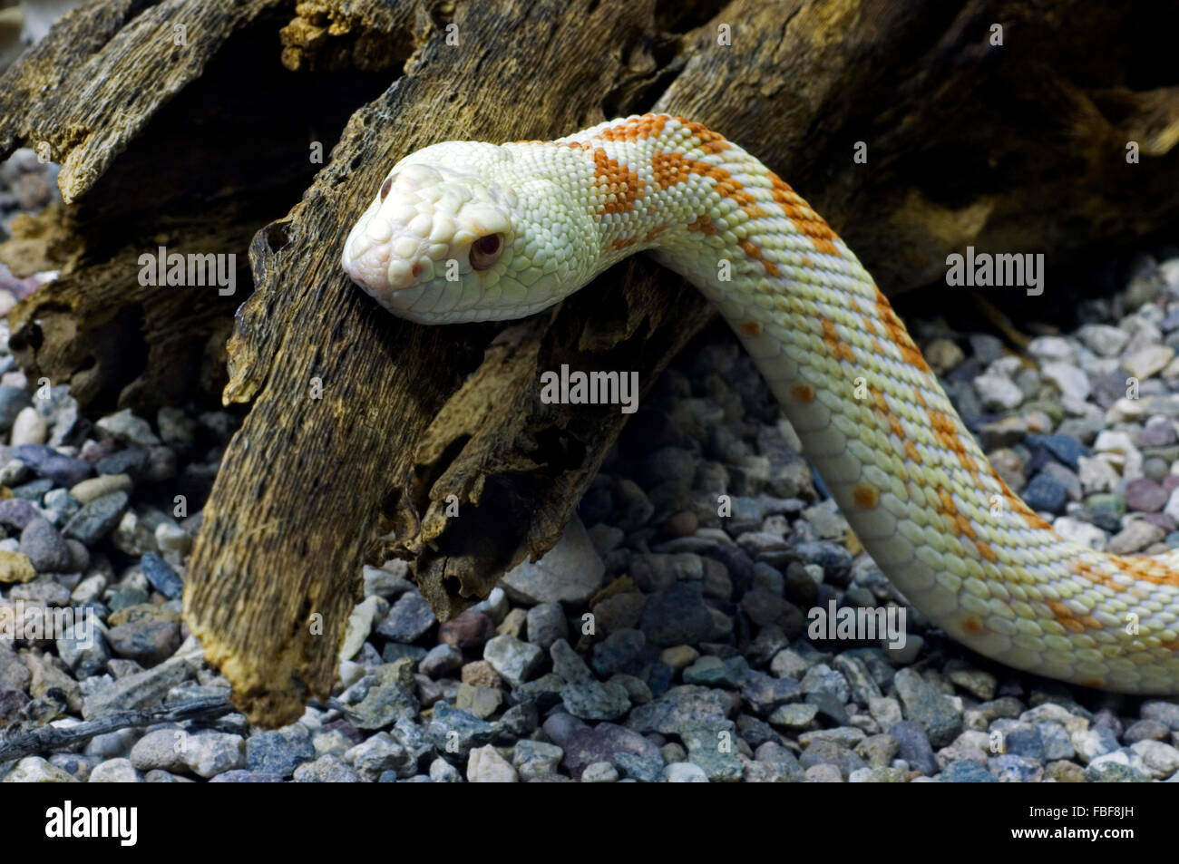 Pacific gopher snake / Sonoran gopher snake / western bullsnake (Pituophis catenifer) endemic to North America Stock Photo