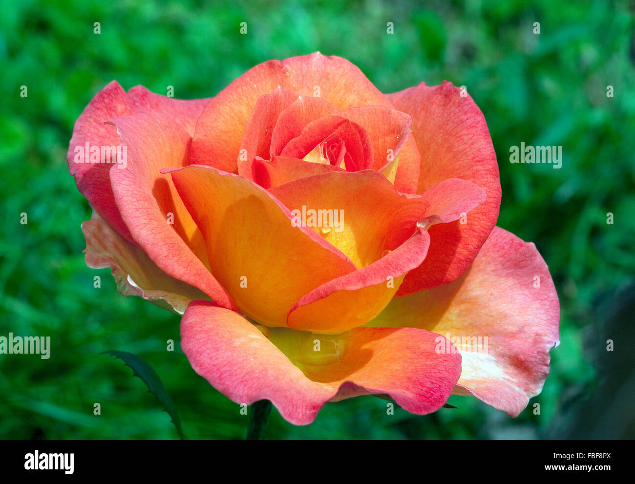 Hybrid tea rose kordes hi-res stock photography and images - Alamy
