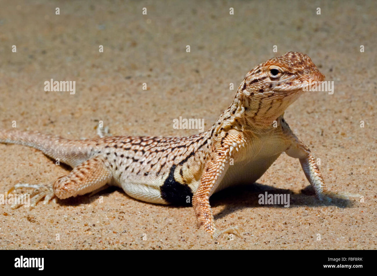 Sonoran fringetoed lizard / Yuman desert fringetoed lizard (Uma