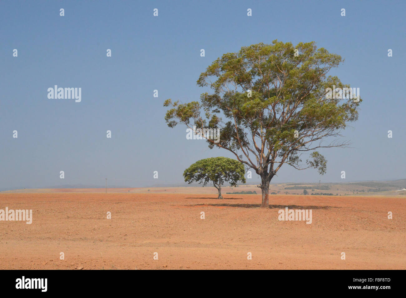 Cerrado brazil soy hi-res stock photography and images - Alamy