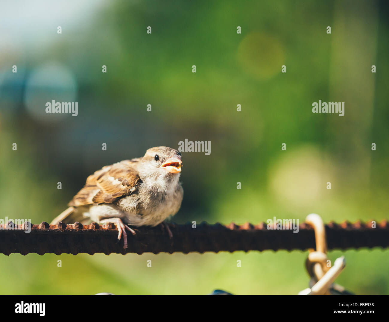 Young Bird Nestling House Sparrow Chick Baby Yellow-Beaked (Passer Domesticus) Sitting On Fence Stock Photo