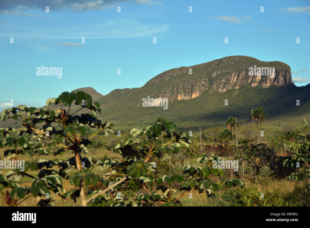 Baleia hill landscape with inbauba tree in front chapada dos veadeiros goias Brazil Stock Photo